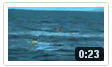 video incontro con orche in kayak