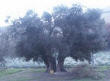 Albero di ulivo secolare Roseto