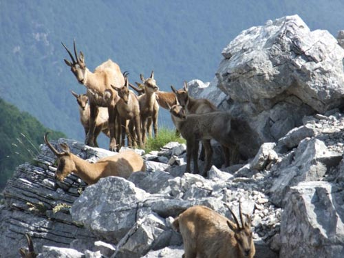 Camoscio d'Abruzzo