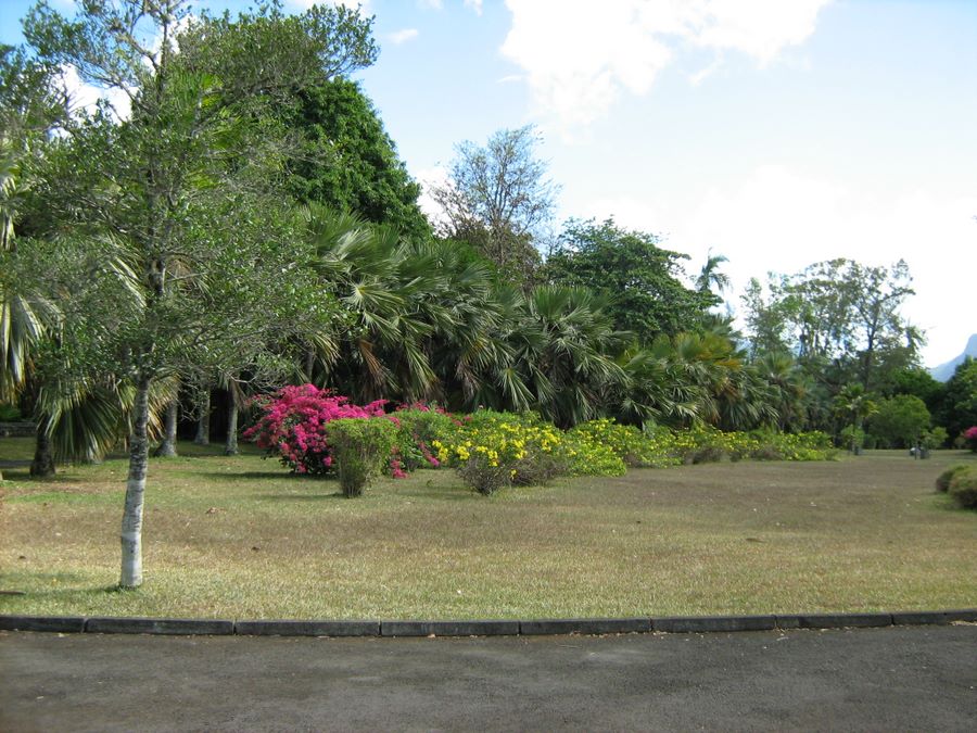 An avenue inside the garden