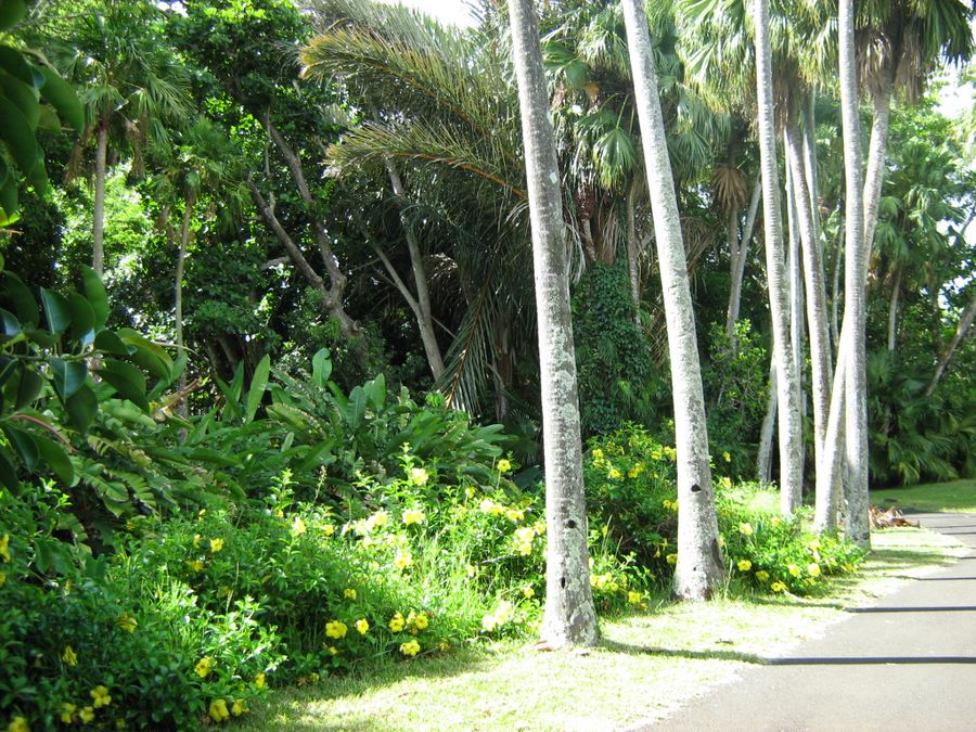 Tropical plants beside the paths