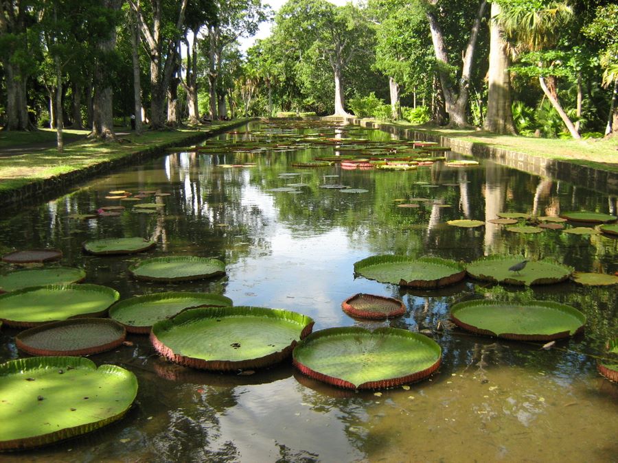 An avenue inside the garden