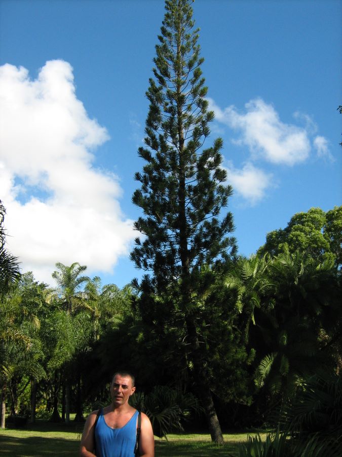 A vertical view among the palms
