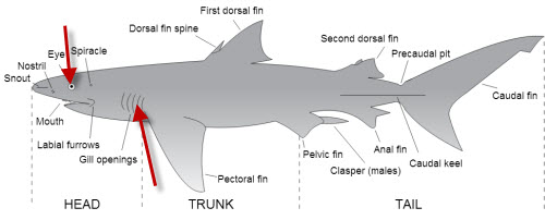 anatomia di uno squalo