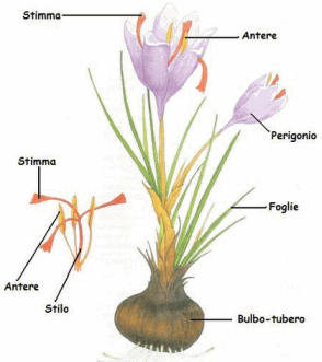 struttura zafferano