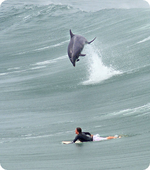 delfino che fa surf