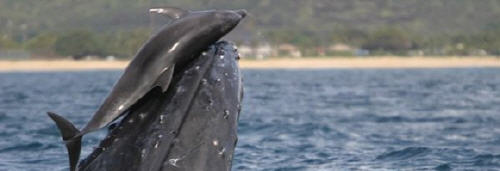 Foto incontro balena e delfino