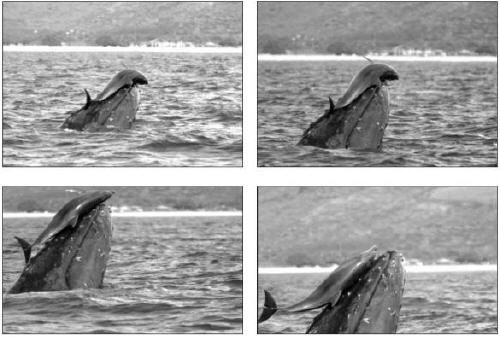 Foto balena e delfino