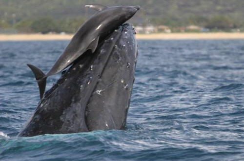 Foto incontro tra balena e delfino