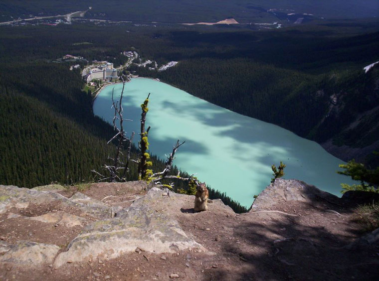 Foto curiosa di scoiattolo nel parco di Banff (Canada)