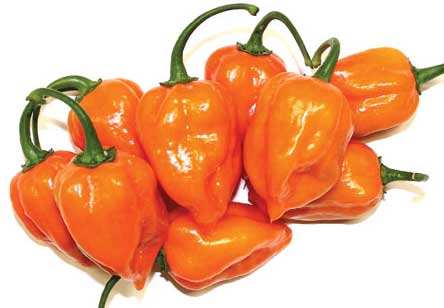 Habanero peperoncino