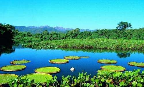 La palude del Pantanal in Brasile