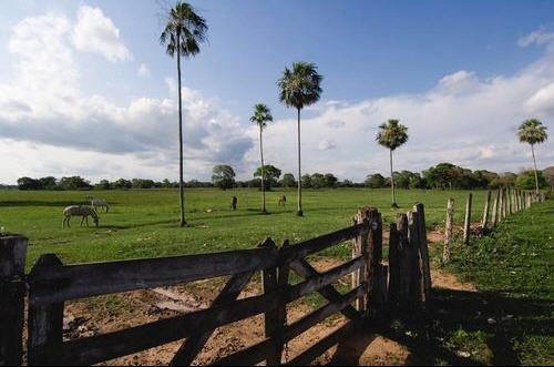 allevatori nel Pantanal