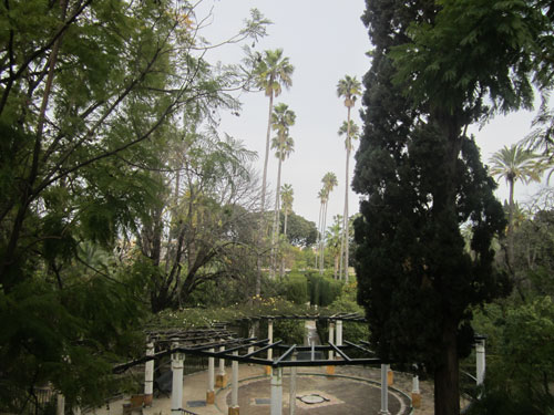 Foto palme di Real Alcazar